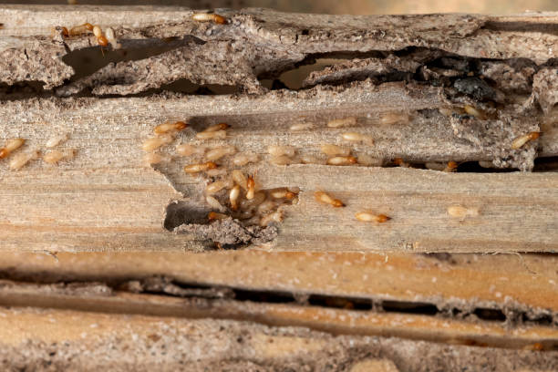 Best Pest Control for Businesses  in Country Clu, CA